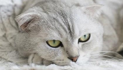 梦剧场重建序章？卡里克力荐新援，曼联夏窗引援风云再起